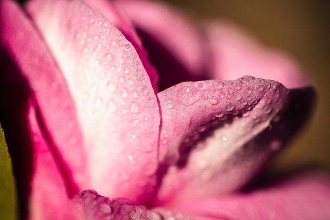 Close up of light pink flower petals with droplets