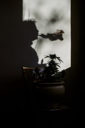 silhouette of a young man smoking marijuana in front of a cannabis plant.