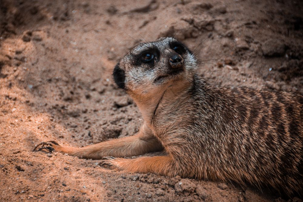 Meerkat