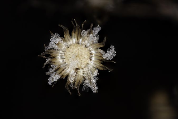 Closeup of dead flower with frost