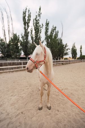 Calm horse standing at paddock