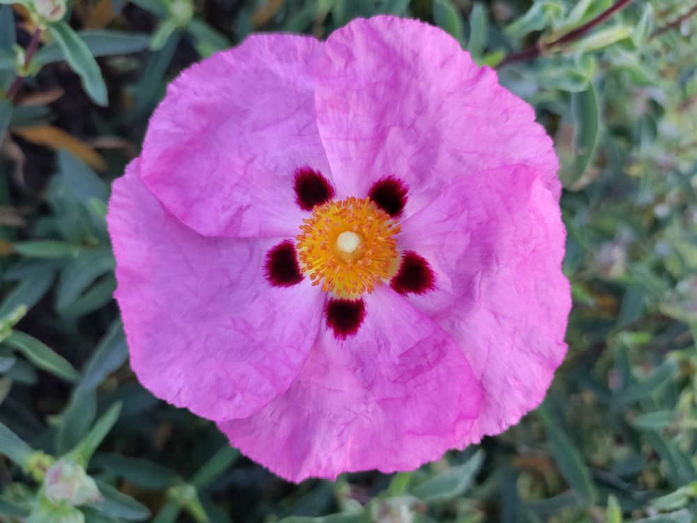 Top view of orchid rockrose violet pink flower, horizontal