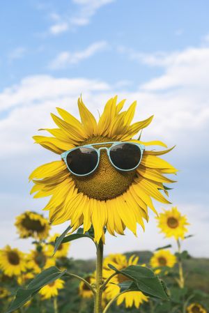 Sunflower wearing sunglasses in a field of sunflower