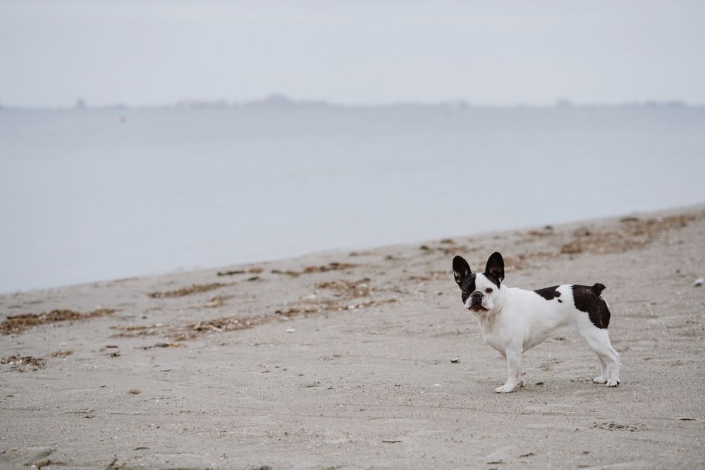 Dog standing on beach near sea