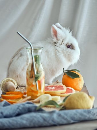 Rabbit sitting near citruses and detox water