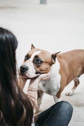 Young woman playing with adult beautiful domestic dog