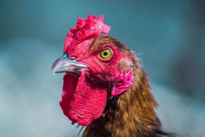 Rooster in close up