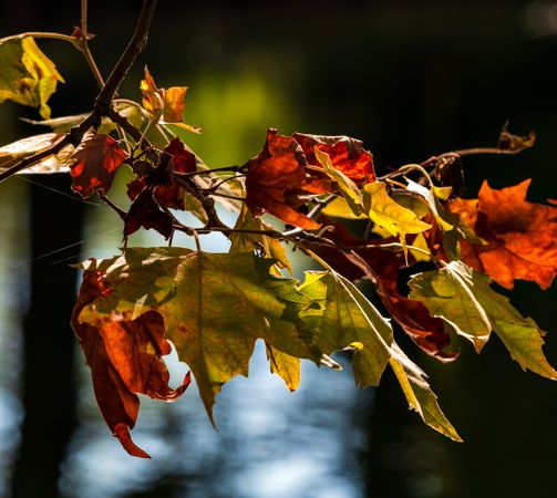 Pointed multicolored autumn maple and sycamore leaves. Close-up.