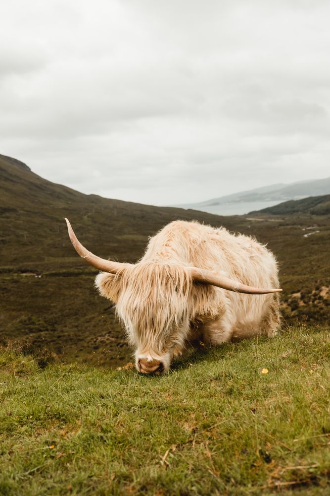 Cow grazing on green hills