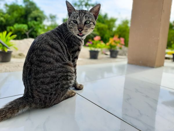 A gray cat sitting on the terrace of the house