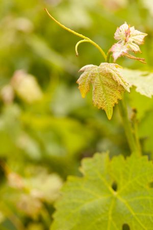 Beautiful Lush Grape Vineyard Leaves
