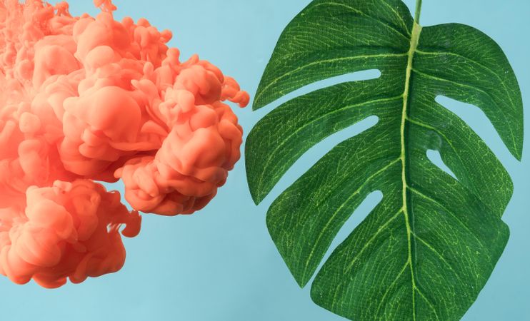 Tropical monstera leaf with pastel coral color cloud