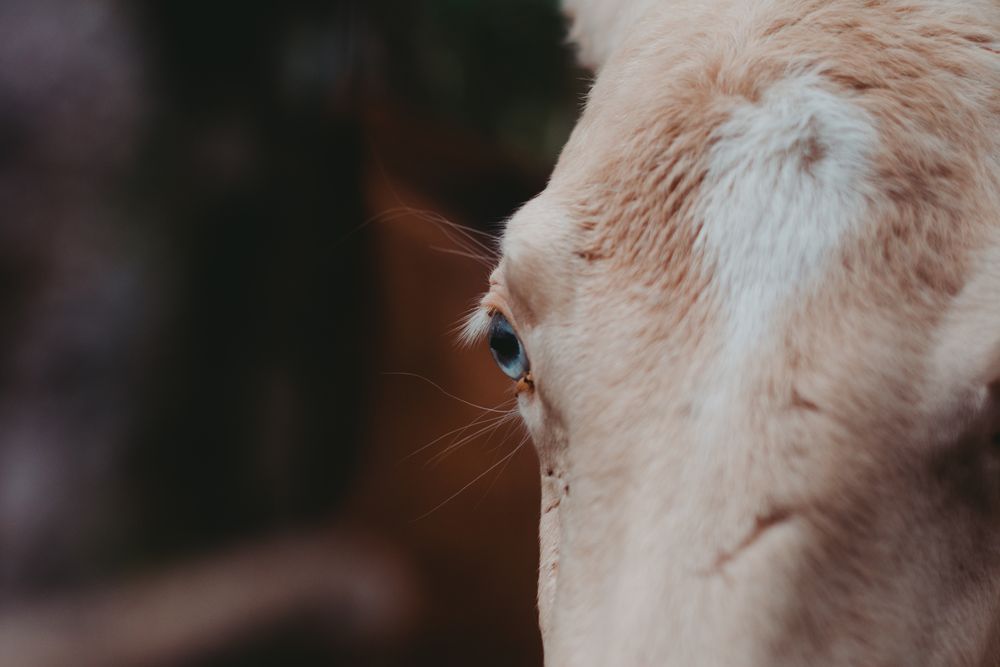 Horse on walk tied to tree and looking at camera