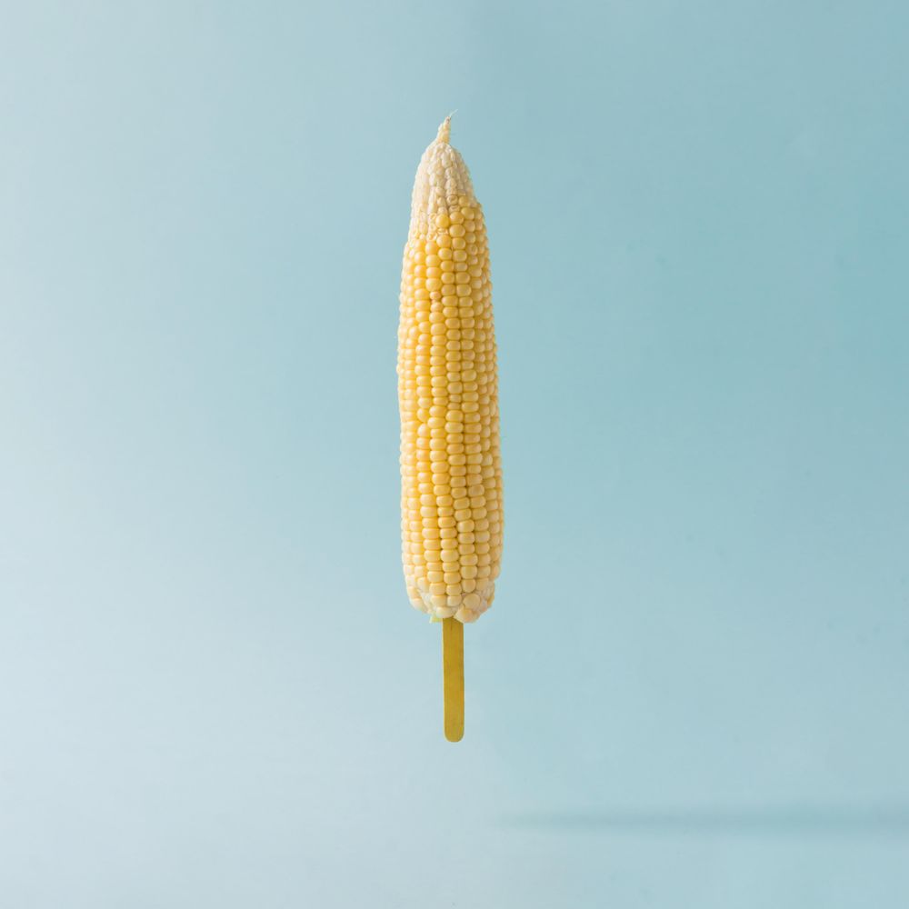 Corn in stick on pastel blue background