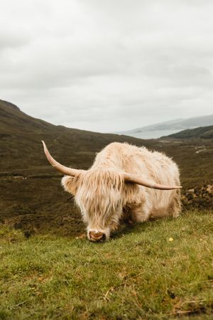 Cow grazing on green hills
