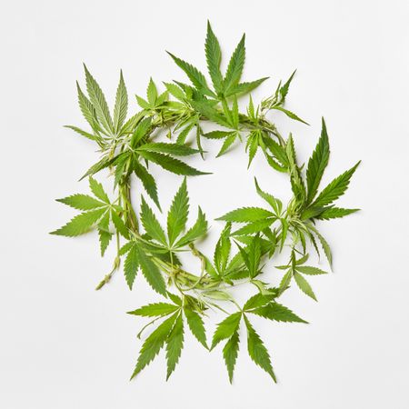 Cannabis leaves in a circle on grey background