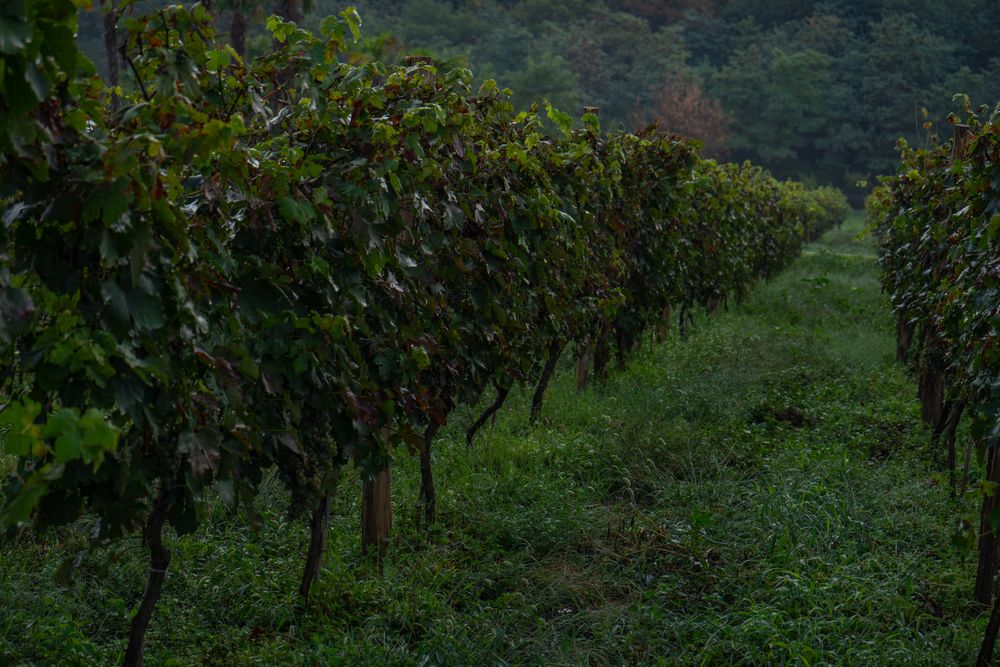 Rows of grape vines in Lopota