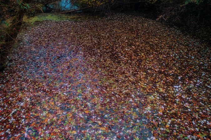 Water covered with fall leaves