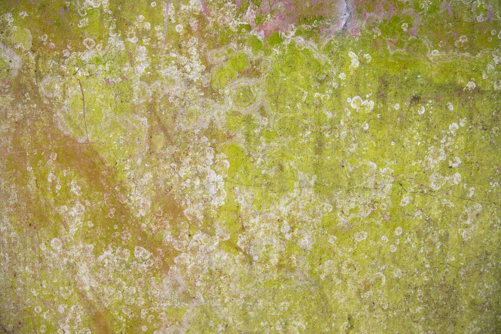 Lichen Fungi Green Moss Texture abstract background concrete wall. Rusty, Grungy, Gritty Vintage Background