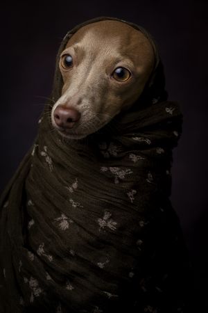 Italian Greyhound dog with scarf