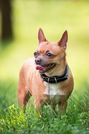 Brown chihuahua dog on green grass