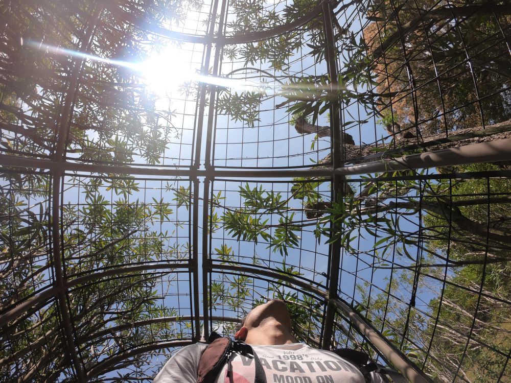 Low angle view of man standing under fence ceiling in nature