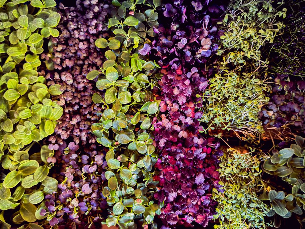 Microgreens for sale in rows at market