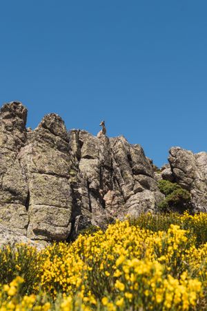 Young goats on high stone on background of blue sky