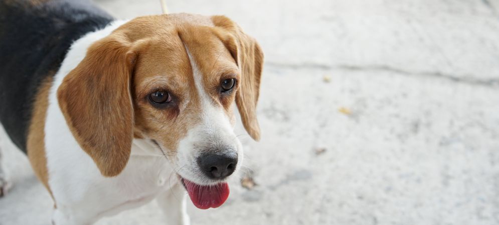 Banner face of beagle dog