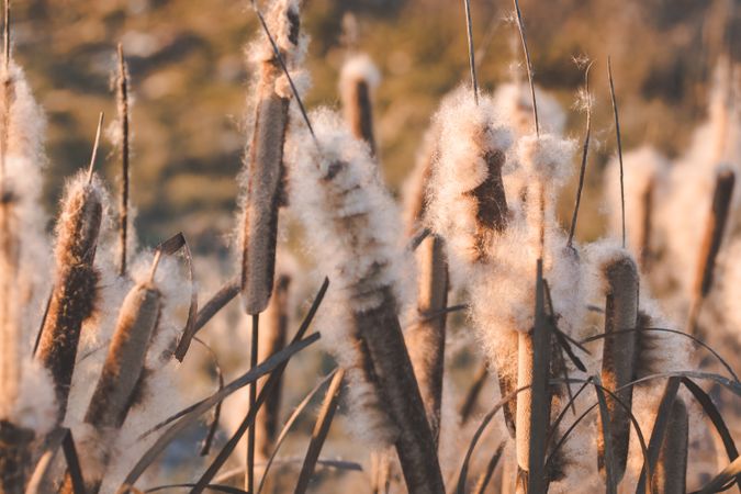 Reeds with fluffs at sunset