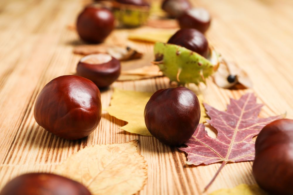 Fresh and ripe chestnuts, close up, Autumn chestnuts