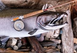 Vintage fly fishing equipment and large trout