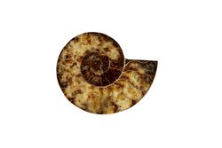 Ammonite shell on plain back ground