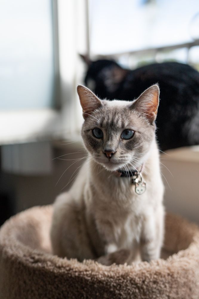 Cat sitting on cat perch with dark cat in background