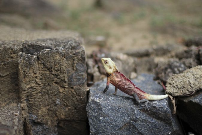 Red iguana on rough stones