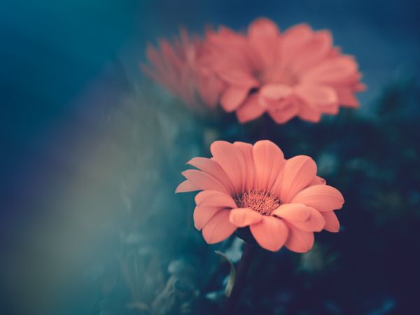 Pretty flower growing in garden