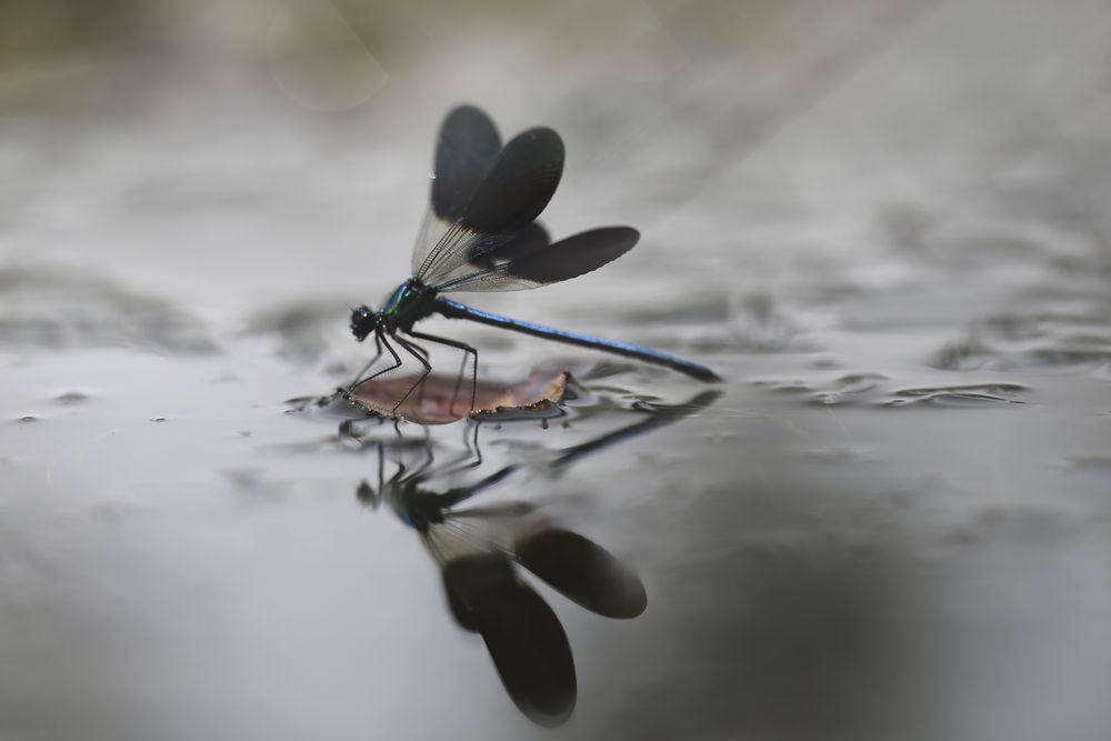 Dragon-fly on thin twig of plant