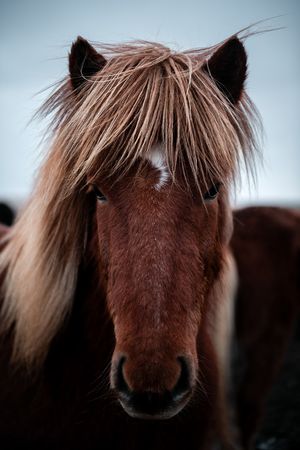 Horses in the mountains in Iceland