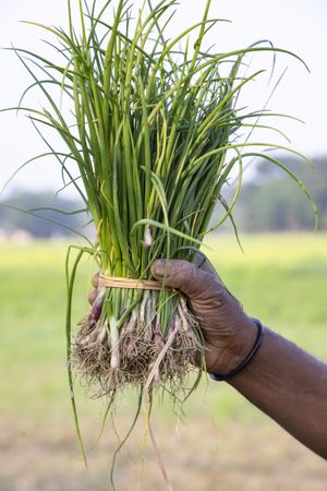 Hand-holding green onion plant bunch