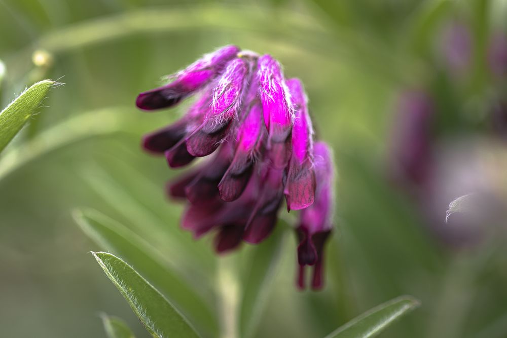 Textured small pink flowers growing among greenery outside