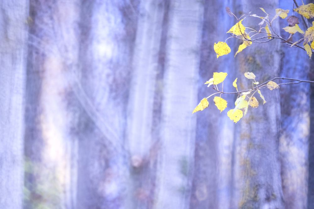 Typha plant in purple light