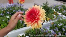 Hand reading to red and yellow dahlia 4NVXZ4