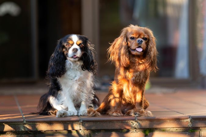 Two cavalier spaniels sitting on the deck together