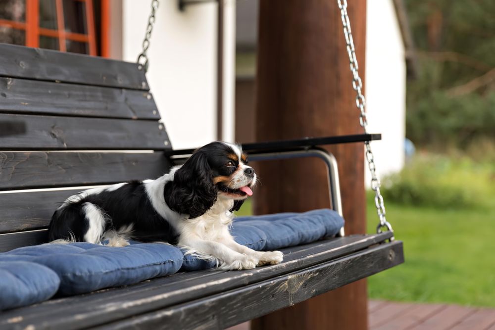 Cavalier spaniel resting on bench outside