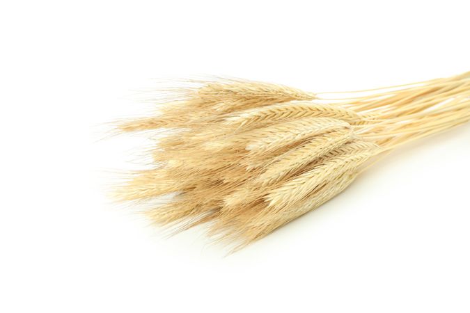 Dried chaff bunch lying in blank studio shoot