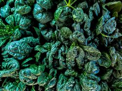 Fresh spinach for sale in market