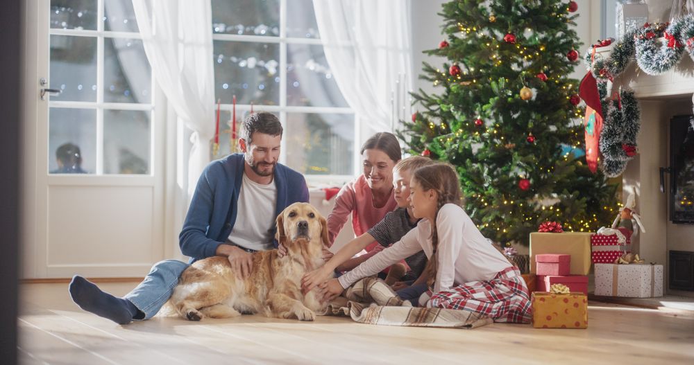 Cute Pet Receiving a Lot of Love and Care on Holiday, Family Bonding Together