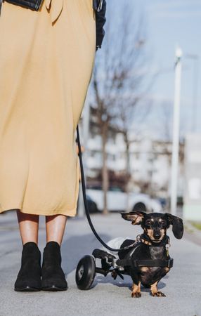 Woman walking pet with wheelchair on street