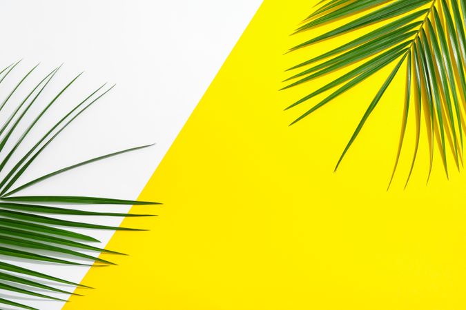 Beautiful palm leaves on two tone background, top view and space for text. Exotic plant