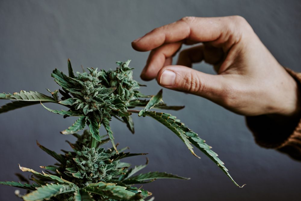 Detail shot of a hand touching the bud of a marijuana plant with gray background